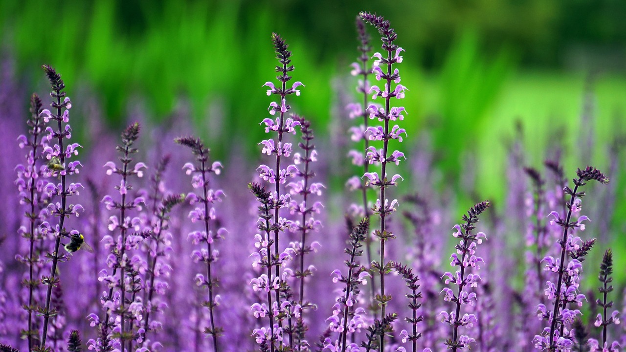 Flieder, Blumen, lila Blüten-1451676.jpg