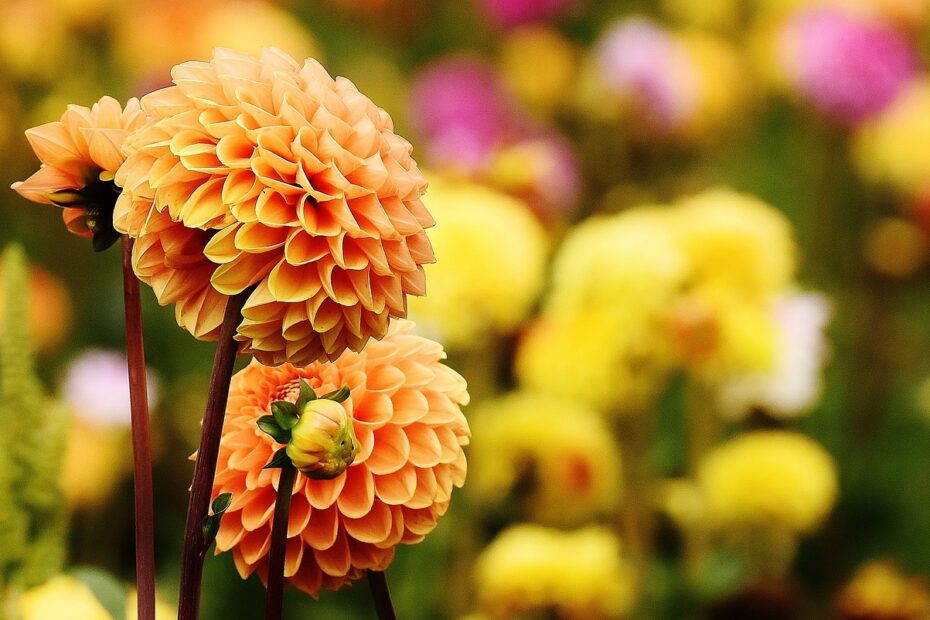 dahlia flowers plant petals 1643808