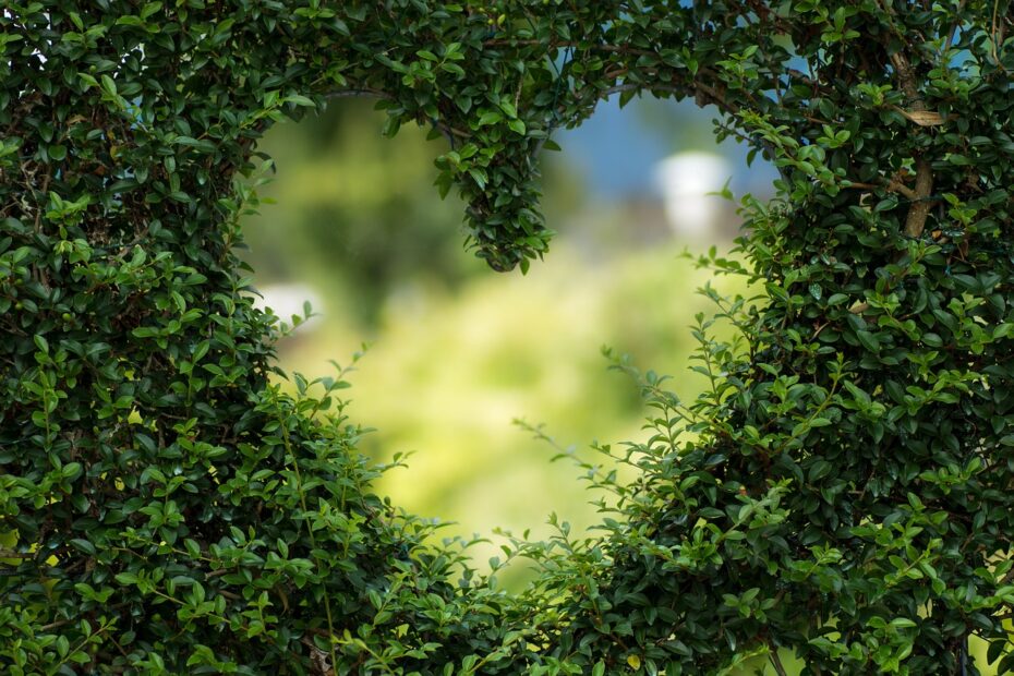 heart leaves foliage garden bush 1192662